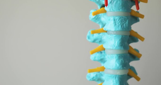 Plastic educational equipment model of a human spine on white background.