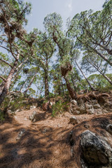 Ravine in a pine forest