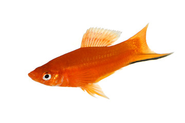 Red Swordtail Xiphophorus Helleri aquarium fish isolated on white 