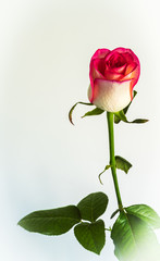 Fototapeta premium flowers of roses on a beautiful background