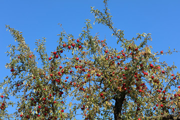 Äpfel Apfelbaum auf einer Streuobstwiese