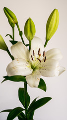 lily flower on white background