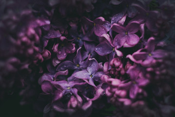 Fototapeta na wymiar Dark lilac