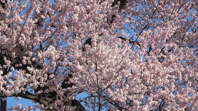 茶園の桜（福島県・二本松市）