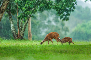 Naklejka na ściany i meble Mother deer suckling his baby fawn in the rain.