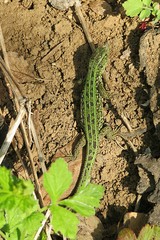 Green lizard on soil background in the garden