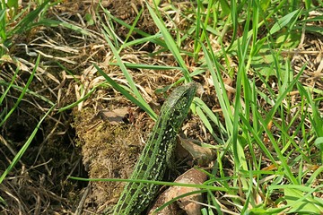Green lizard on grass background in the garden, closeup 