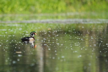 Drake Wood Duck swimming on water.