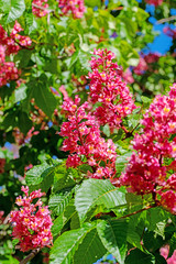 Obraz premium Fleischrote Rosskastanie, Aesculus rubicunda, Blüten