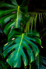 monstera leafs on dark Exotic Summer with green leaves © shediva