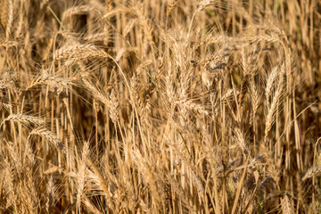 Dry Winter Wheat crop close up