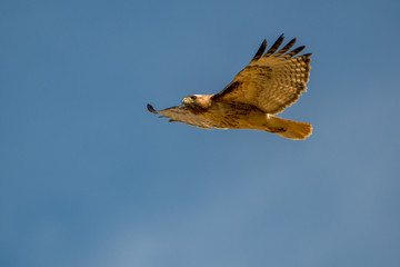 Northern Harrier hawk in mid flight.