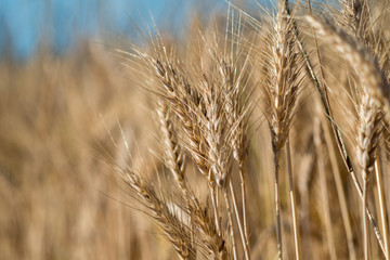 Dry Winter Wheat crop close up