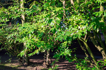The green trees in stratford upon avon in uk