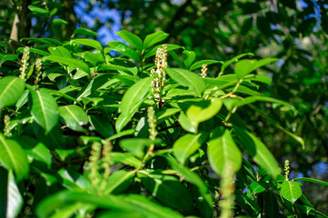 Obraz premium The green trees in stratford upon avon with leaves