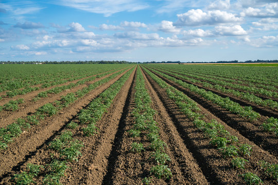Tomato row crops California