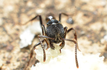 Black ants, with two antennas on the head, and two claws in the mouth