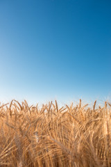 Obraz premium Winter wheat crop dry and ready for harvest.