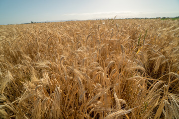 Winter wheat crop dry and ready for harvest.