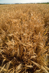 Winter wheat crop dry and ready for harvest.