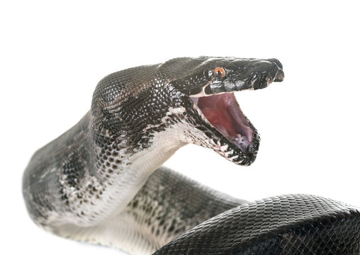 Python curtus in studio