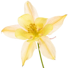Fototapeta na wymiar Yellow-cream flower of aquilegia, blossom of catchment closeup, isolated on white background