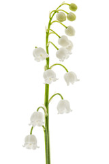White flower of lily of the valley, lat. Convallaria majalis, isolated on white