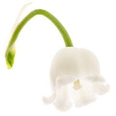 White flower of lily of the valley, lat. Convallaria majalis, isolated on white