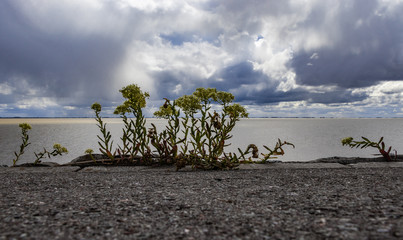 Ufervegetation an der Küste