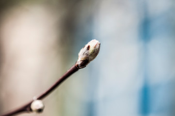 Glowing young spring leaves on natural green background
