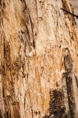 Weathered wood wall texture, perfect as a background