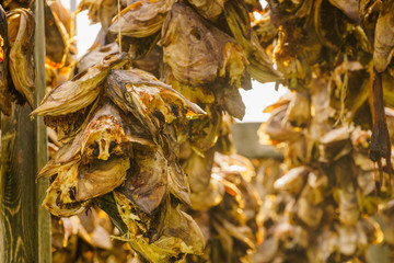 Cod stockfish drying on racks, Lofoten islands Norway