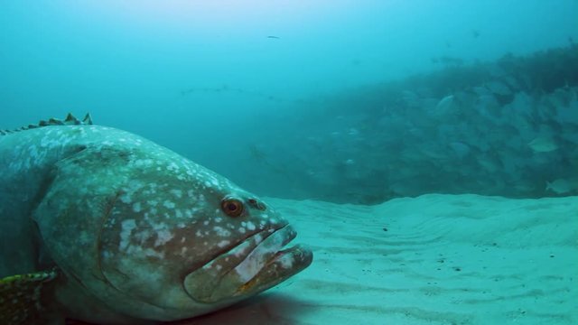 Large friendly fish swimming near a group of schooling fish