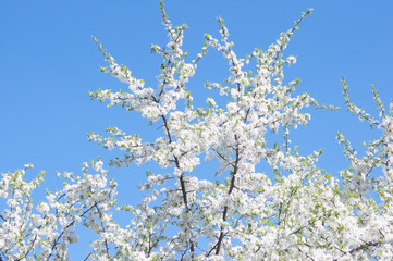Branches with blooming white flowers