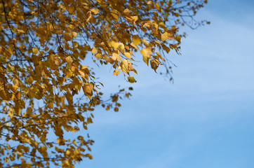 birch branches with yellow autumn leaves against blue sky
