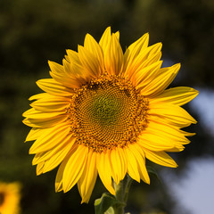 Obraz premium close up of sunflower on field