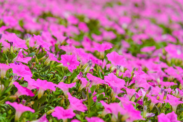 Beautiful Pink Petunia flowers (Petunia hybrida) in the garden.  In summertime with sunny day