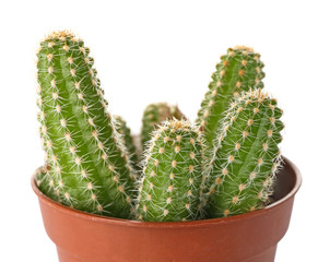 Cactus in pot on white background, closeup