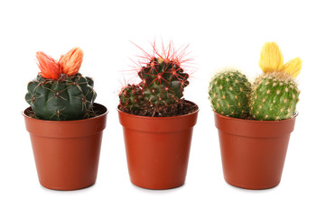 Cacti in pots on white background