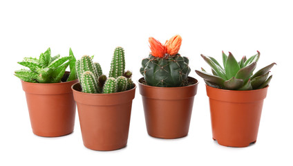 Different cacti and succulents on white background