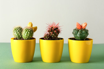 Pots with cacti on table