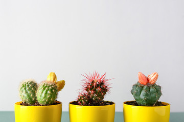 Pots with cacti on table