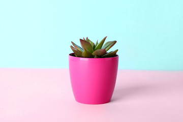 Pot with succulent on color table