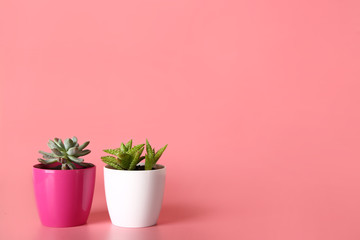 Pots with succulents on color background