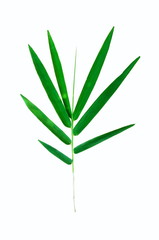 marijuana leaf isolated on white background