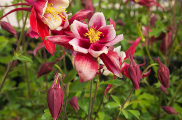 Macro di una splendida pianta di aquilegia