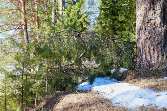 Green branch with needles in pine forest in the beginning of spring under the snow. Winter landscape with trunk of pine trees i