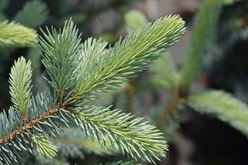 Fat Albert Colorado blue spruce