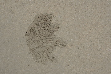 Wind Crab