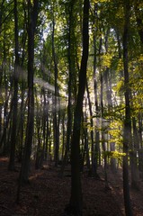 Wald_Sonneneinstrahlung